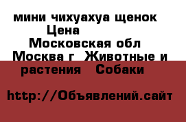 мини чихуахуа щенок › Цена ­ 10 000 - Московская обл., Москва г. Животные и растения » Собаки   
